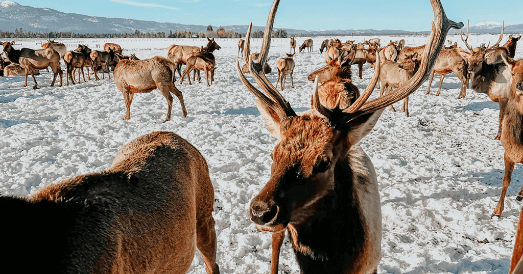 A herd of elk standing around waiting to be fed.