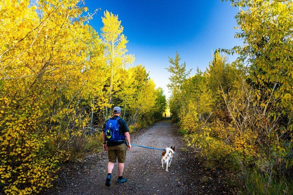 A man with backpack hiking along the Ashton to Tetonia Trail surrounded by trees and brush with yellow leaves on either side.