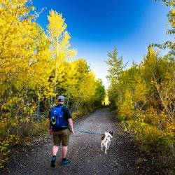 A man with backpack hiking along the Ashton to Tetonia Trail surrounded by trees and brush with yellow leaves on either side.