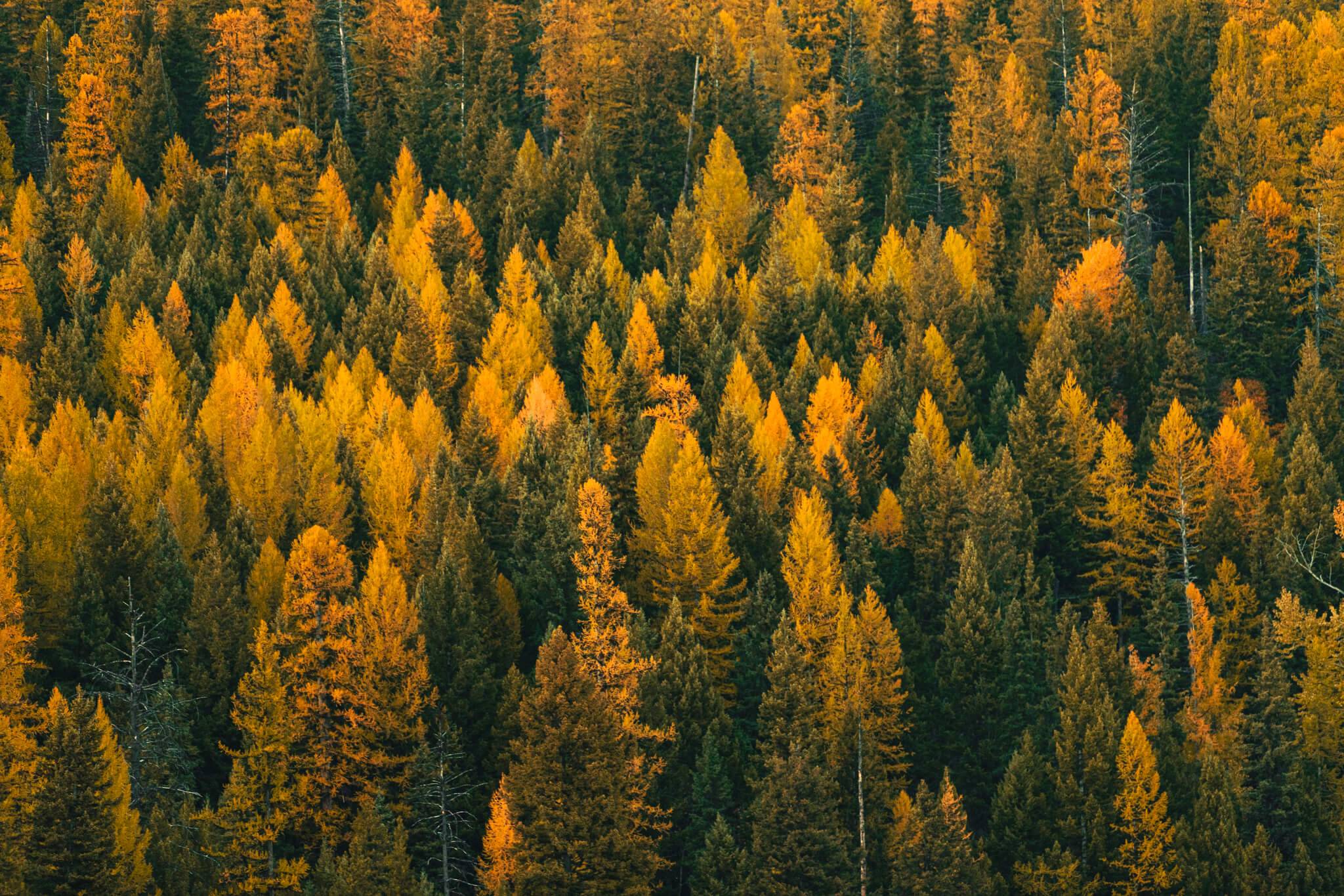 aerial view of green and yellow conifers