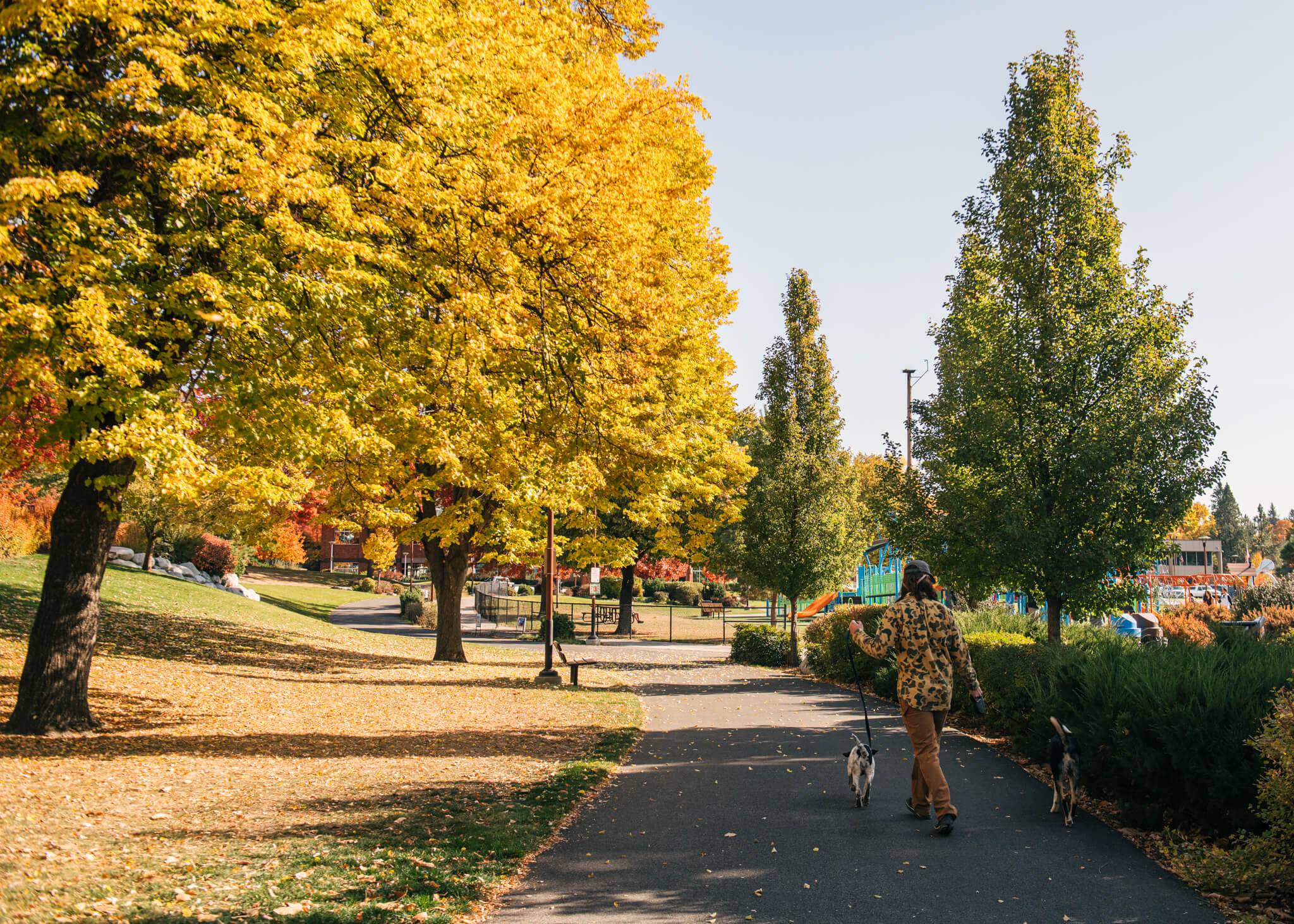 man walking on blacktop path with two dogs on leashes surrounded by leafy trees