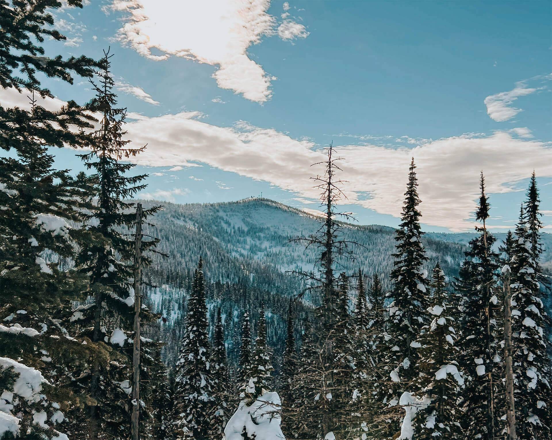 A treetop view of a snow-covered forest at Schweitzer and snow-covered mountains in the distance.