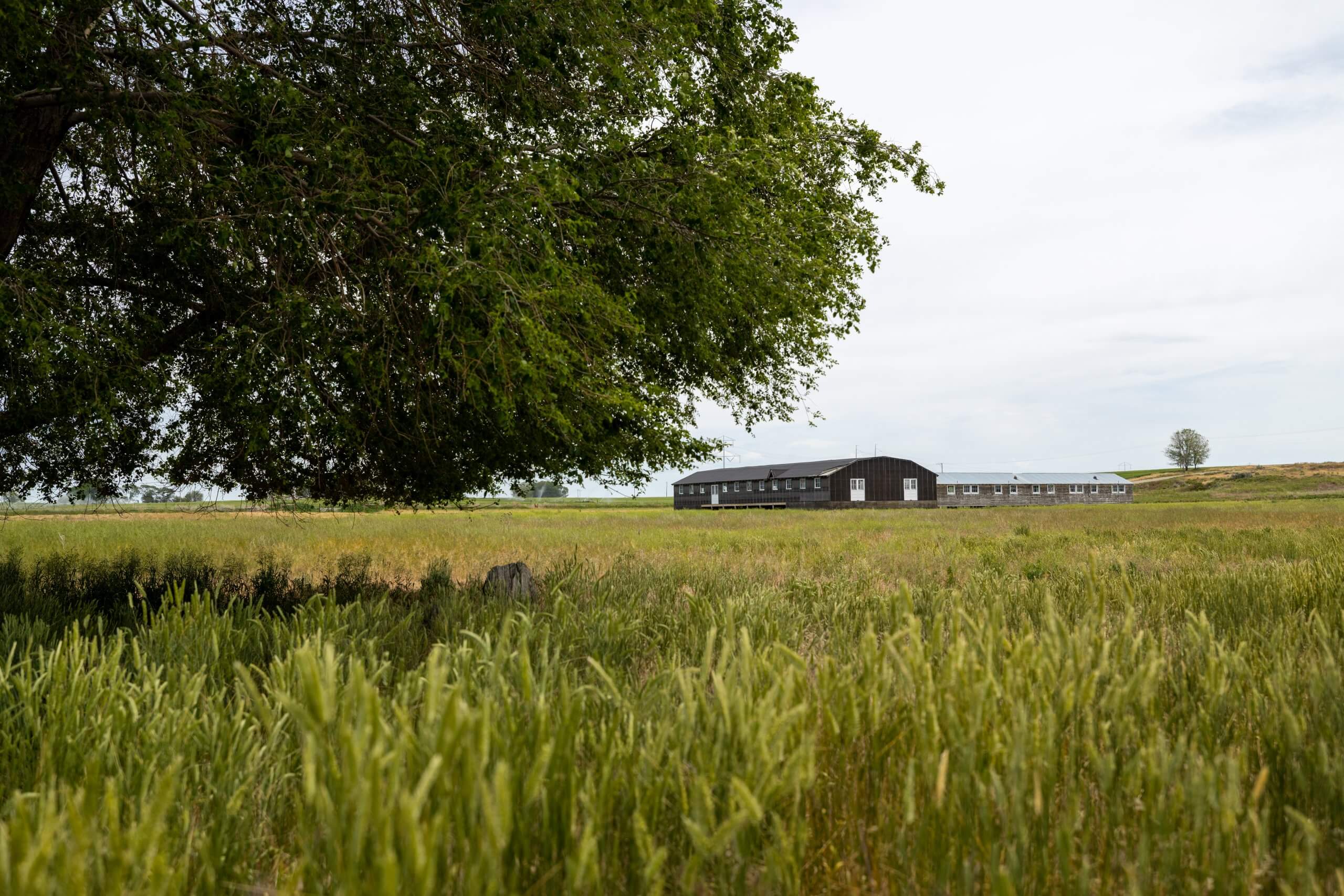 A wide open field of grass with a large tree in the foreground with two short buildings in the background at Minidoka National Historic Site.