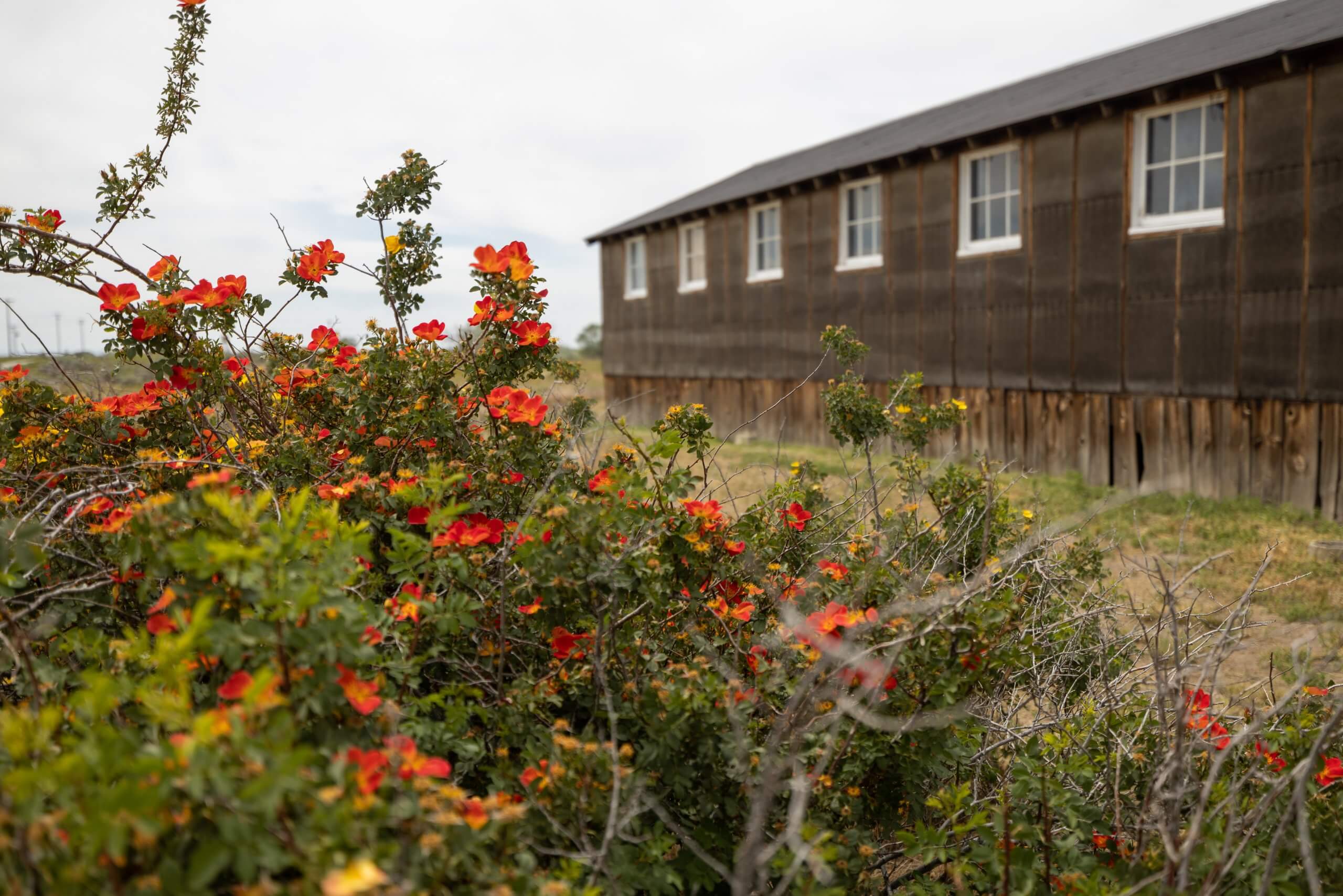 Close-up of red flowers blooming beside a wooden historical building at Minidoka National Historic Site.