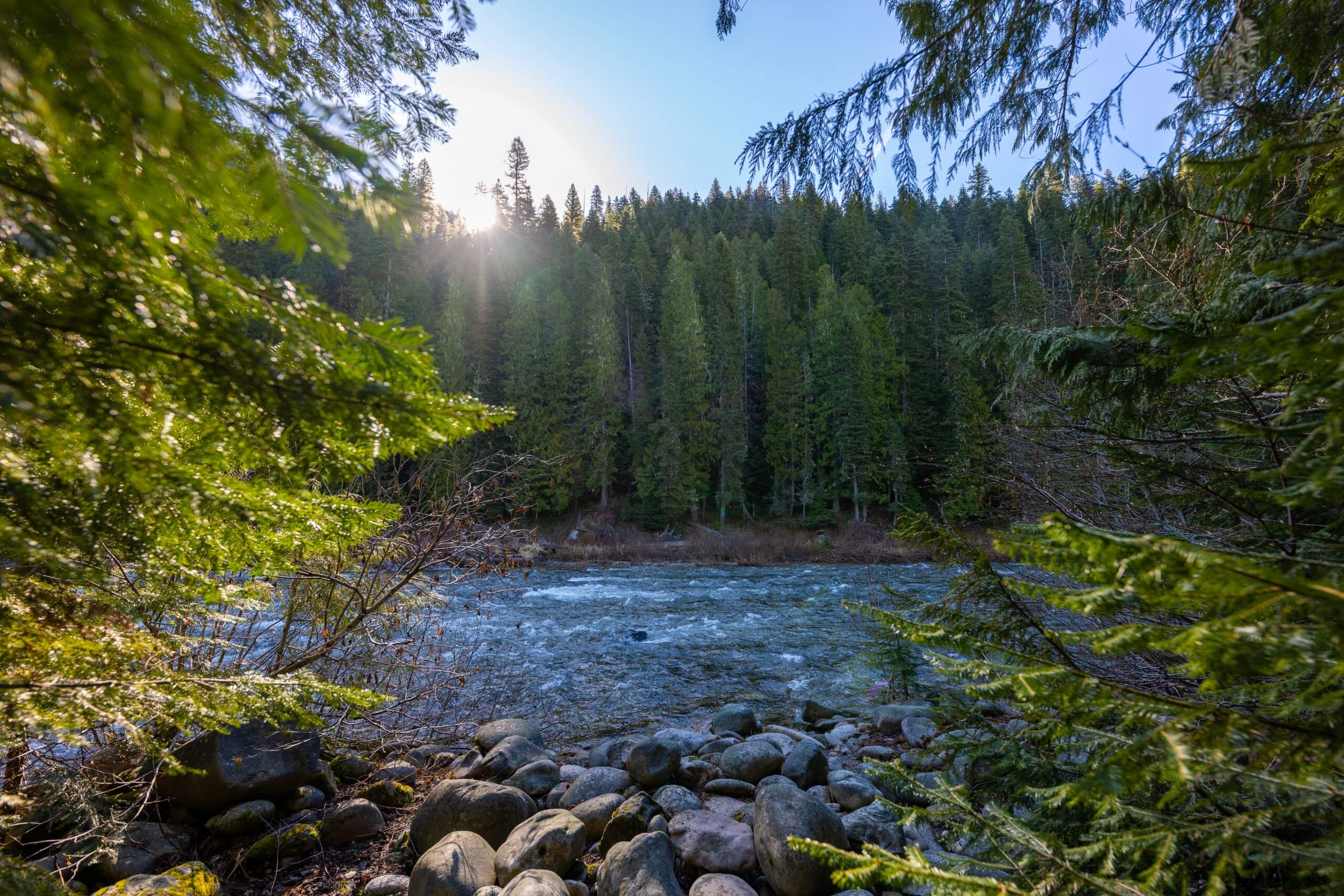 River shore surrounded by towering pine trees.