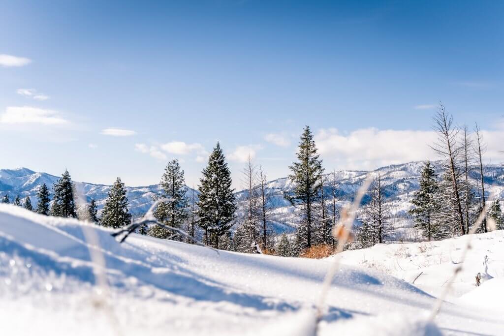 scenic shot of snowy mountains and various trees covering the mountains