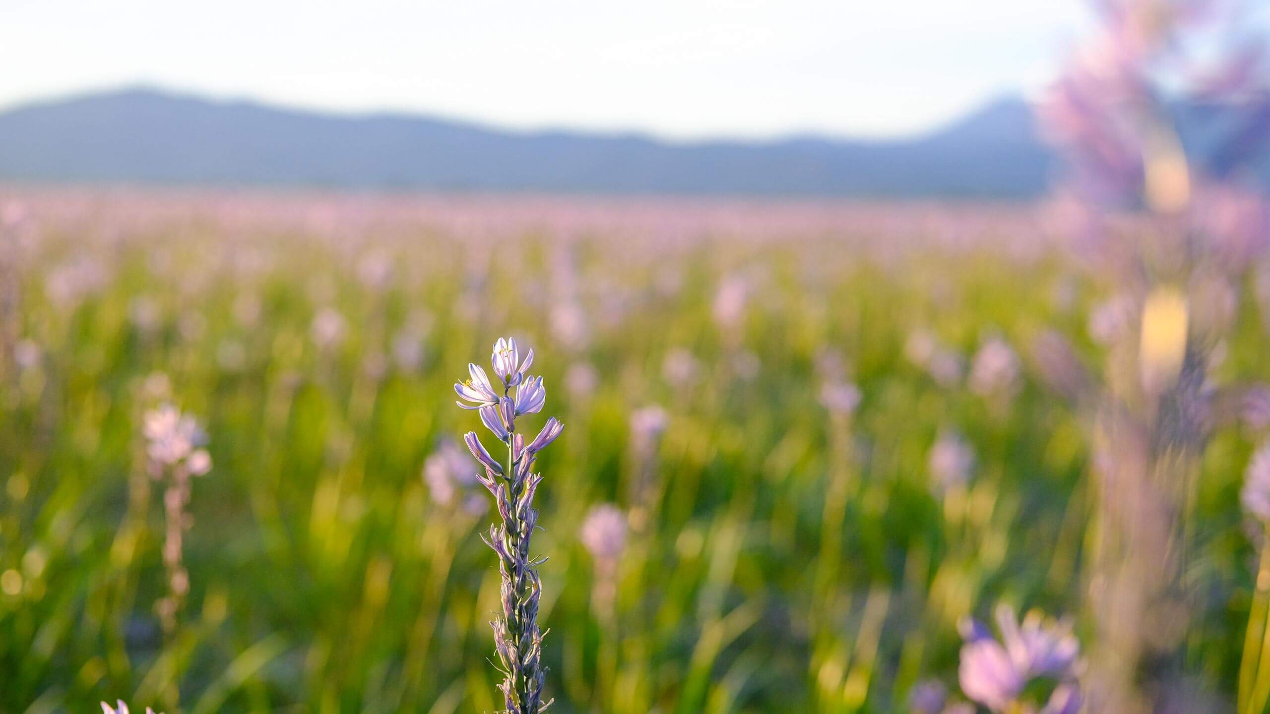 Camas blooms at sunset at Camas Prairie, Centennial Marsh Wildlife Management Area.