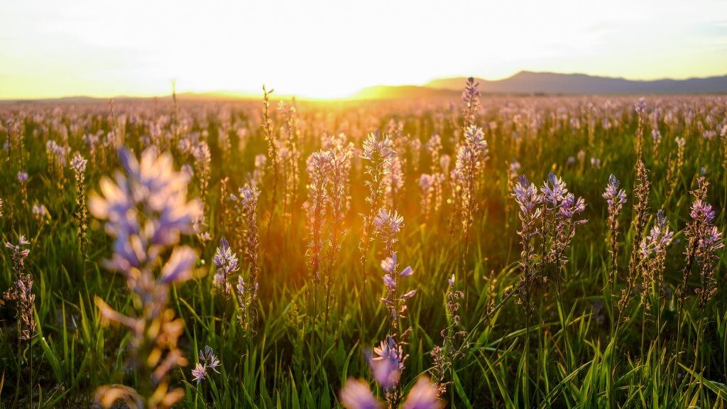 Camas blooms at sunset at Camas Prairie, Centennial Marsh Wildlife Management Area.