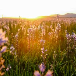 Camas blooms at sunset at Camas Prairie, Centennial Marsh Wildlife Management Area.