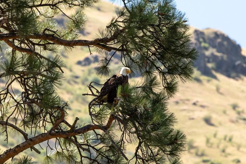 A bald eagle sits in a pine tree high above the Snake River.