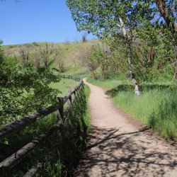 A deer stands on the other side of a wooden fence in tall brush that runs along the packed dirt trail.