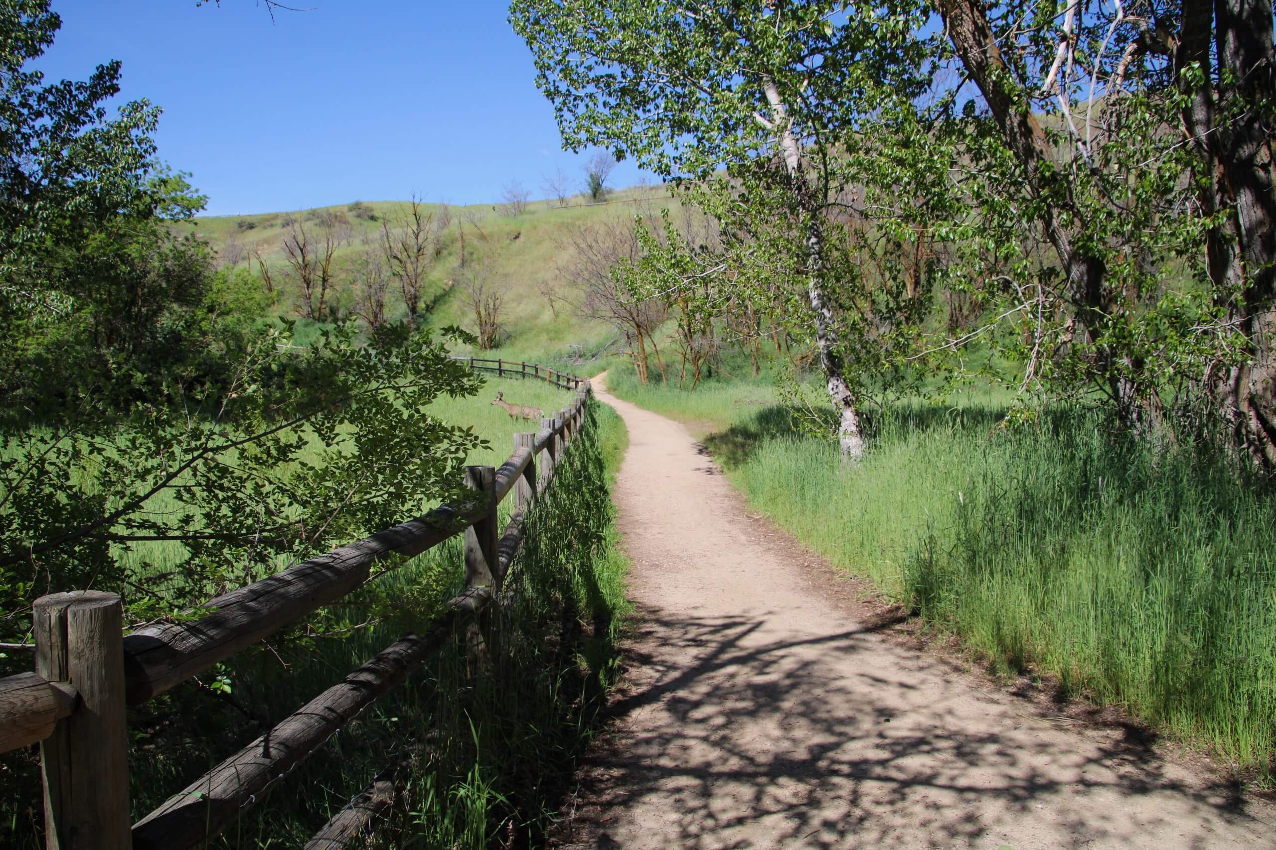 A deer stands on the other side of a wooden fence in tall brush that runs along the packed dirt trail.