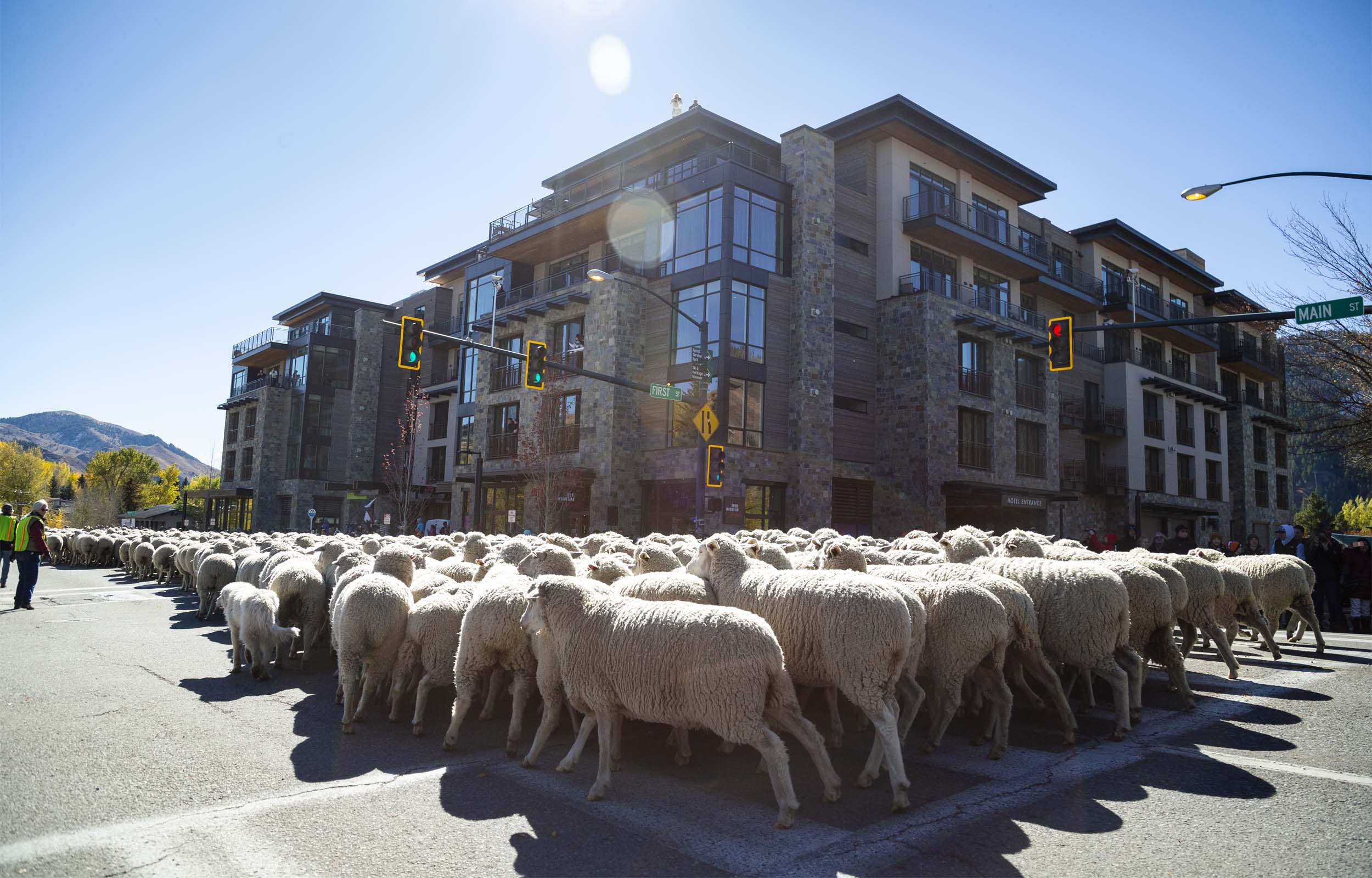 A large herd of sheep moving down a street at the Trailing of the Sheep Festival in Ketchum.