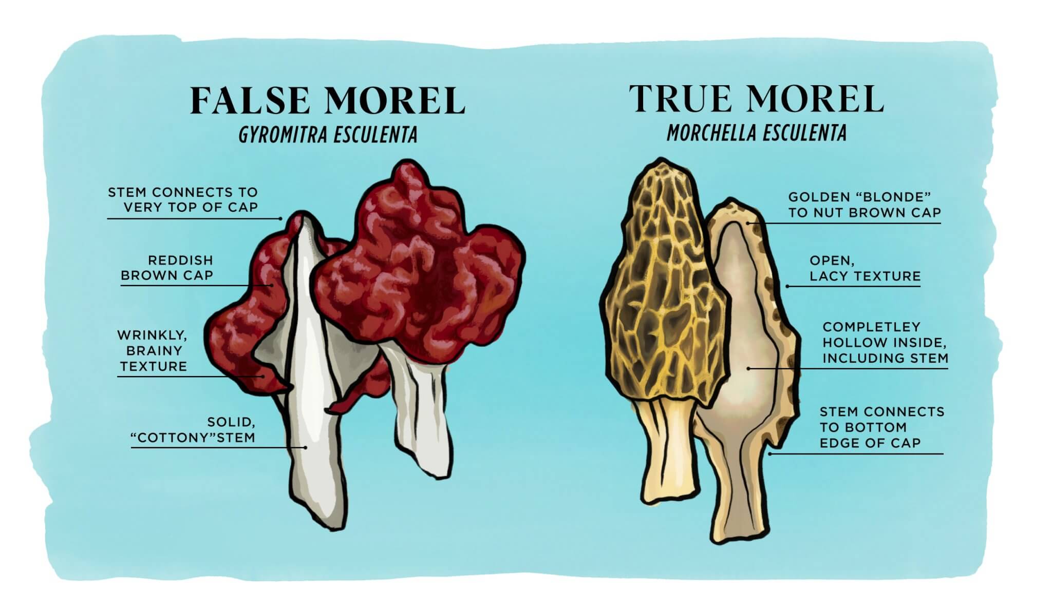 A Foraging We’ll Go: A Guide to Picking Morels and Huckleberries