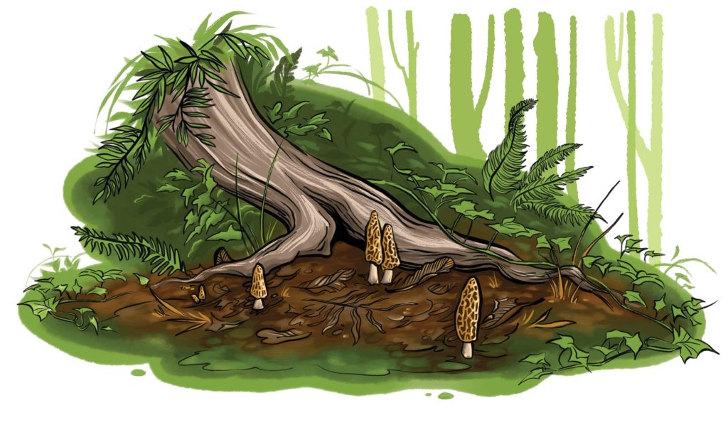 An illustration of morel mushrooms growing in front of tree in the forest.