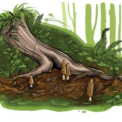 An illustration of morel mushrooms growing in front of tree in the forest.