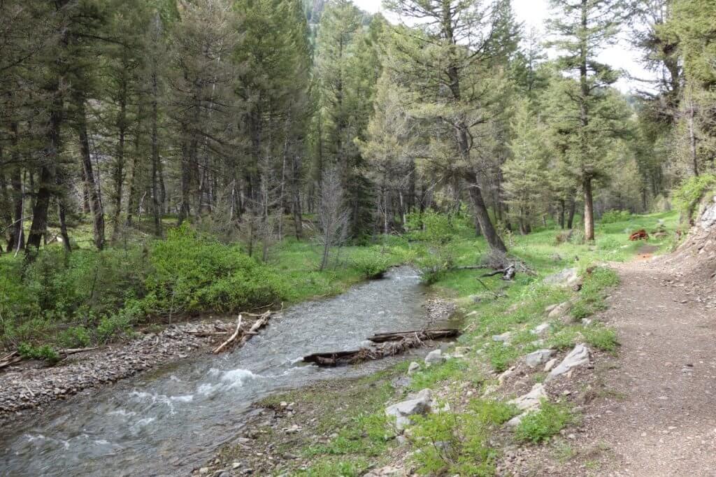 A small creek runs alongside a mixed gravel trail in the forest surrounded by pine trees.