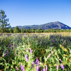 A sprawling field of purple wildflowers at Farragut State Park.