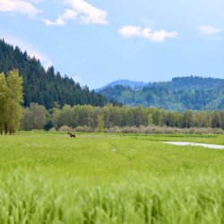 Moose at Kootenai National Wildlife Refuge