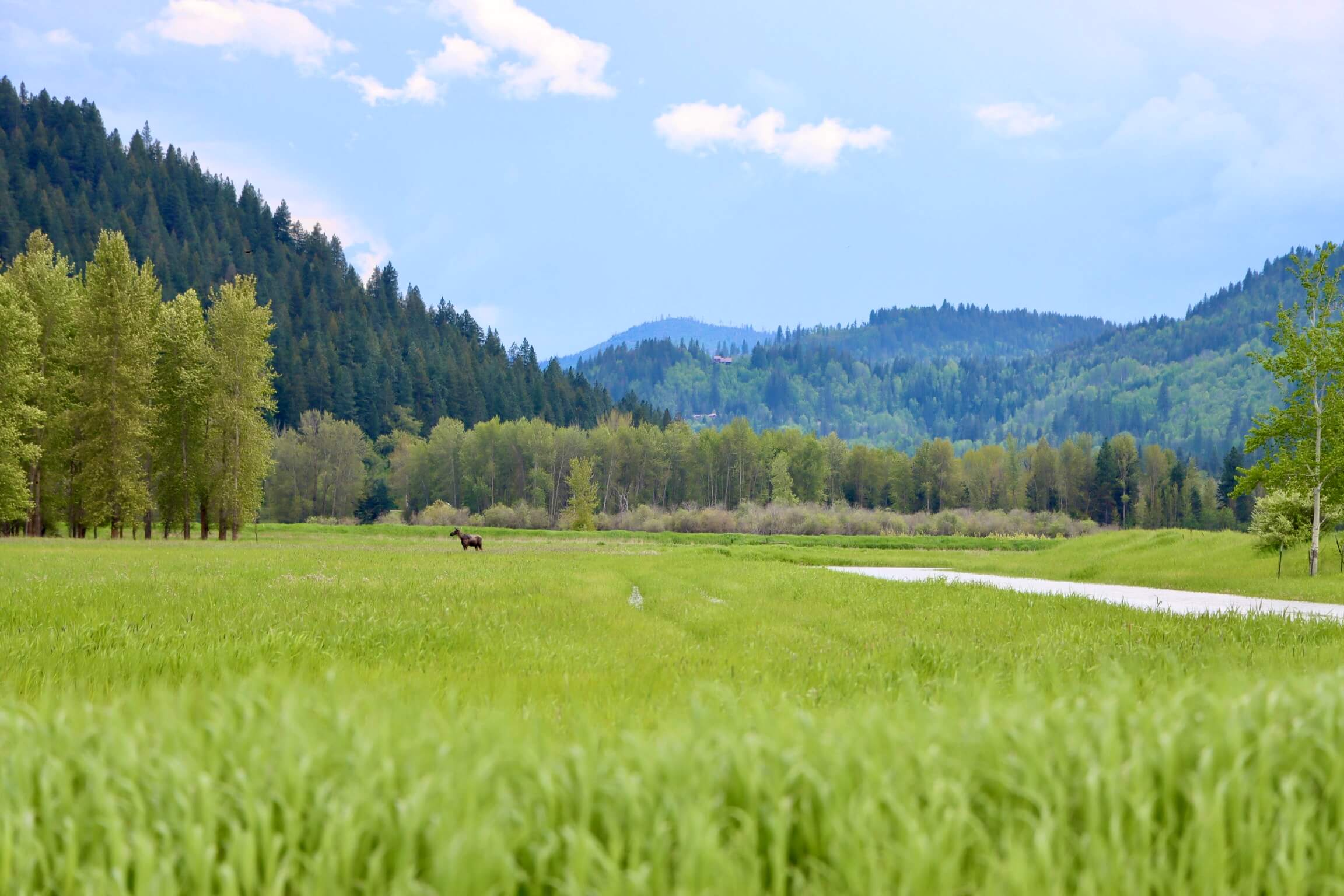 Moose at Kootenai National Wildlife Refuge