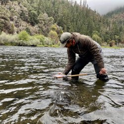 A fly fisherman standing in a river releases a steelhead back into the water.