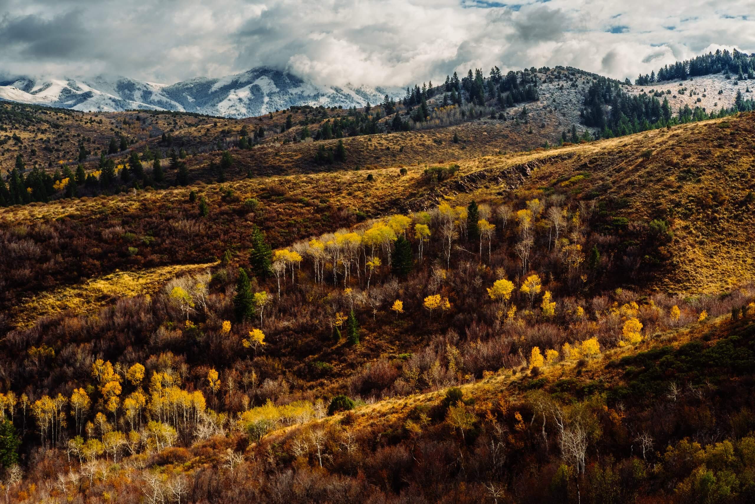 Foothills in Pocatello covered with golden aspen trees.