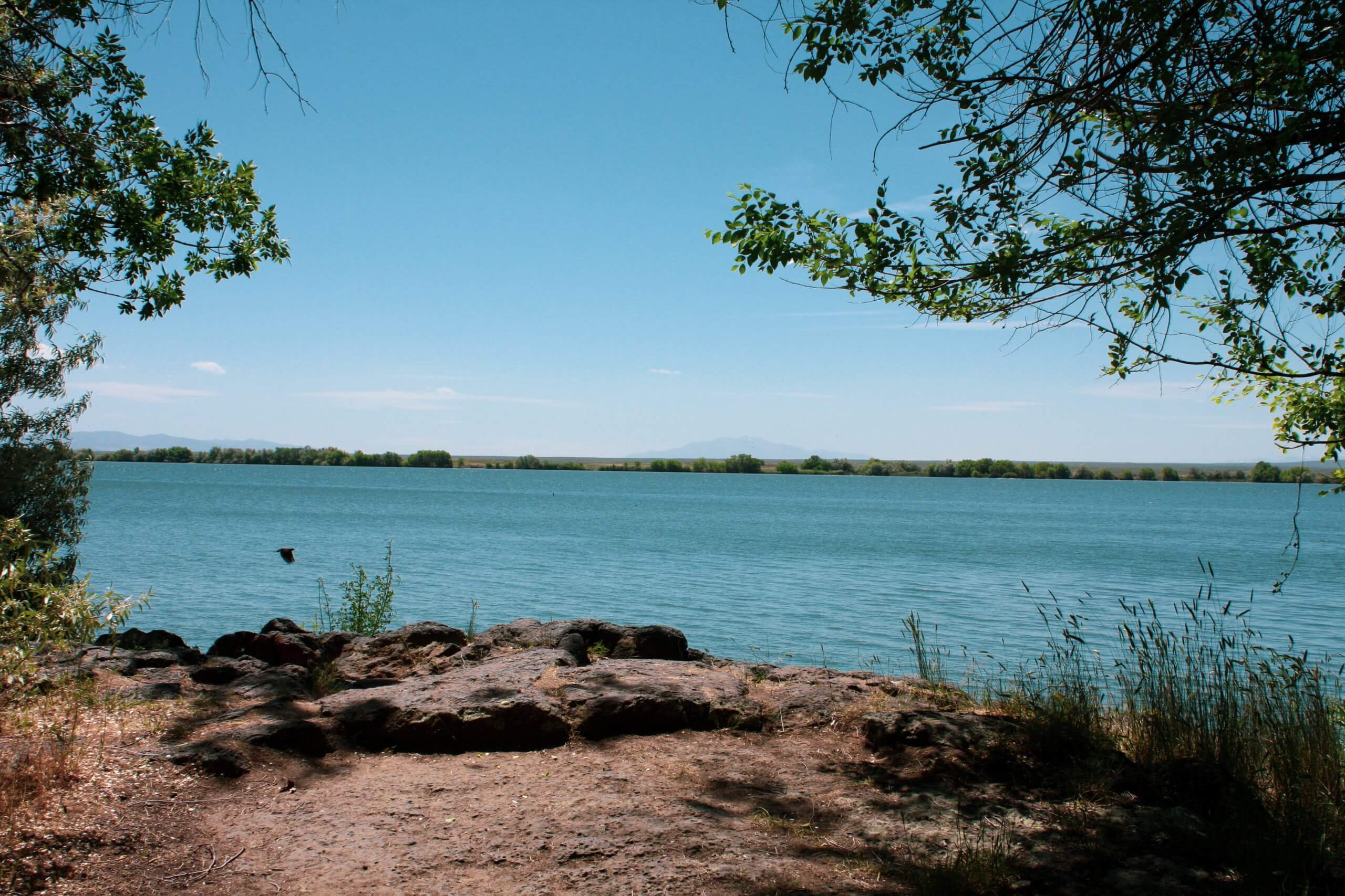 A bird flying along the shore of Lake Walcott at Lake Walcott State Park.