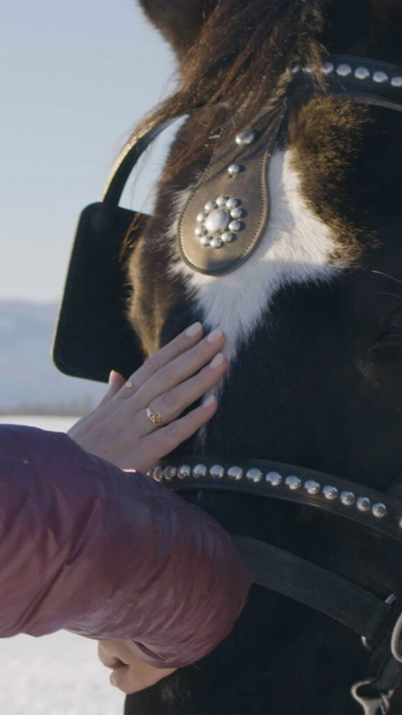 A horse equipped with a sleigh harness recieving pets from the hands of visitors before a ride. 