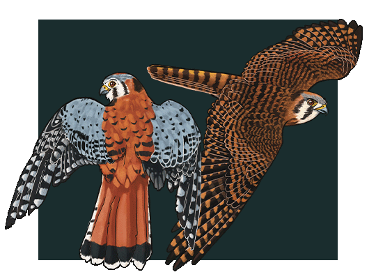 Two side-by-side illustrations of a male and female American kestrel.