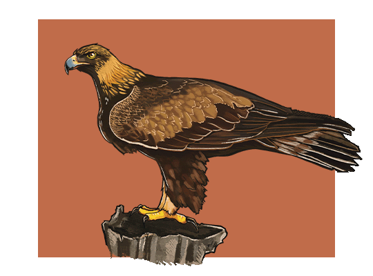 An illustration of a golden eagle. 