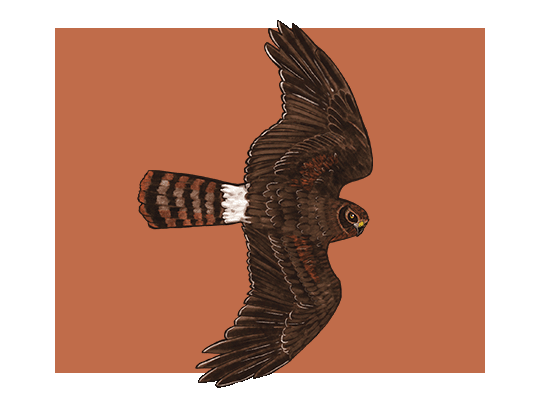 An illustration of a northern harrier in flight.