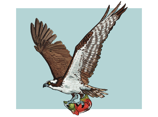 An illustration of an osprey in flight with a fish in it's talons.