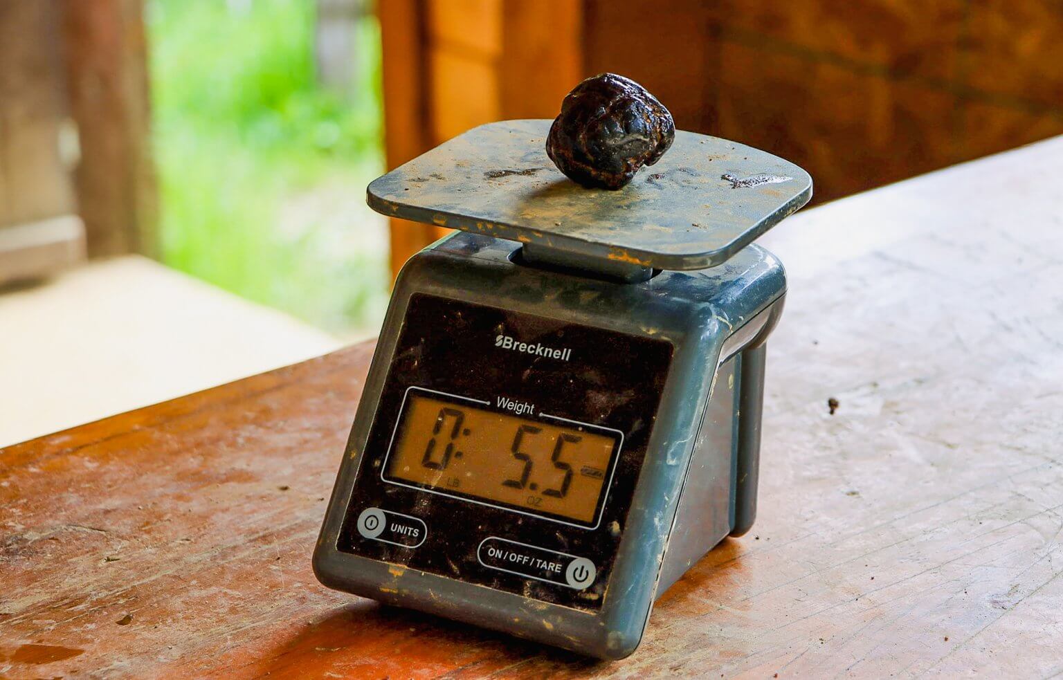 Digging for Star With Kids Visit Idaho