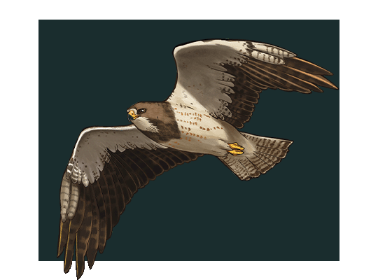 An illustration of a Swainson's hawk in flight.