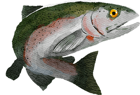 Watercolor illustration of a Steelhead.