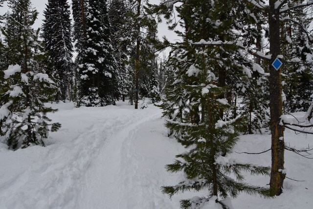 View of pine trees and snow while snowshoeing.