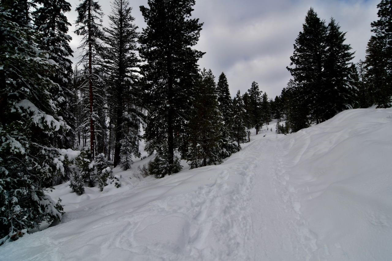 View of pine trees and snow on a hill while snowshoeing.