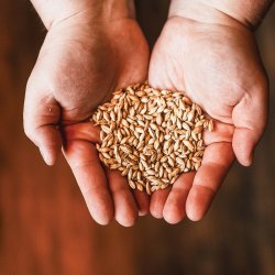 Hands holding grains used in beer brewing at Black Lodge Brewing.