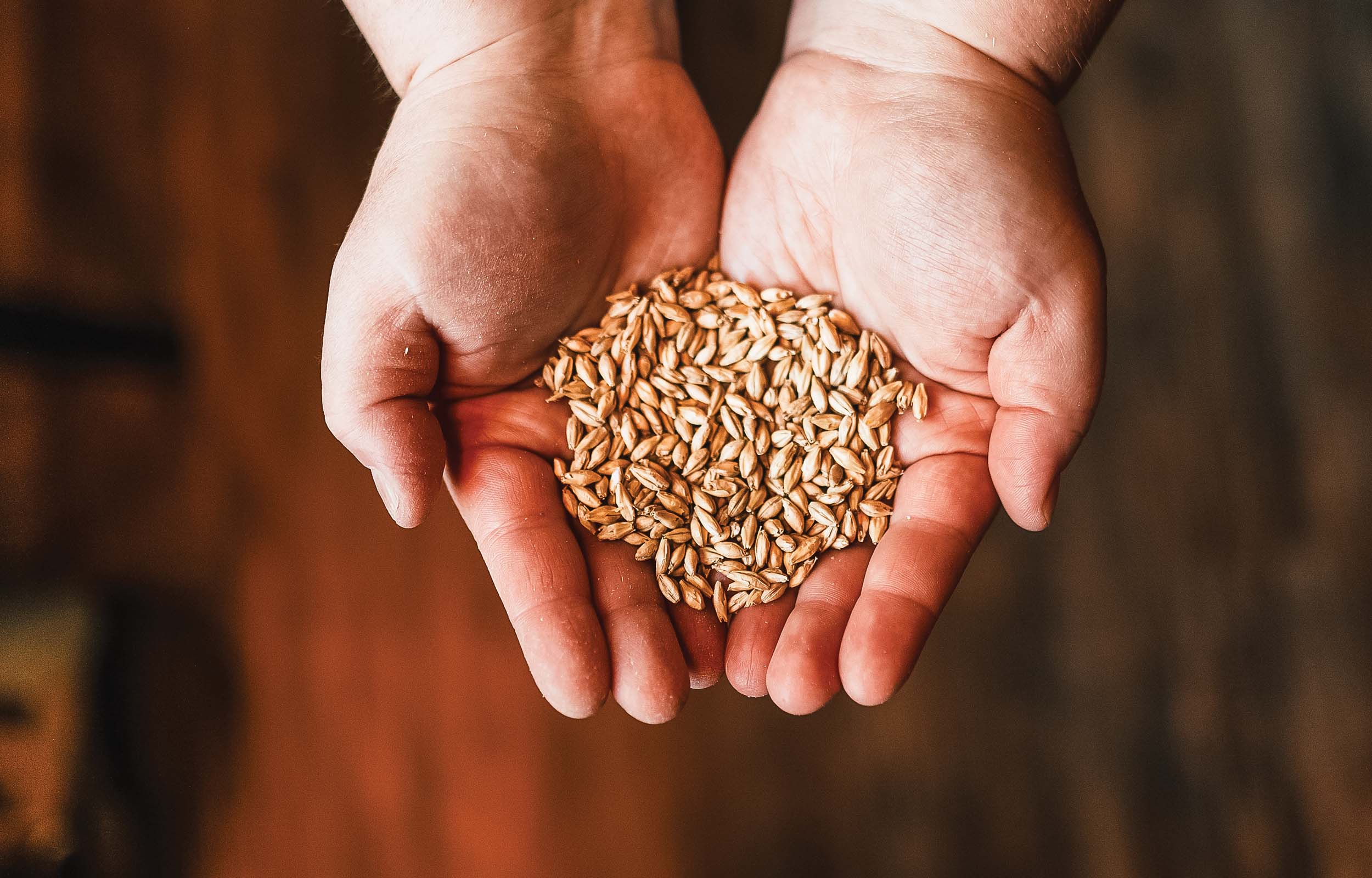 Hands holding grains used in beer brewing at Black Lodge Brewing.