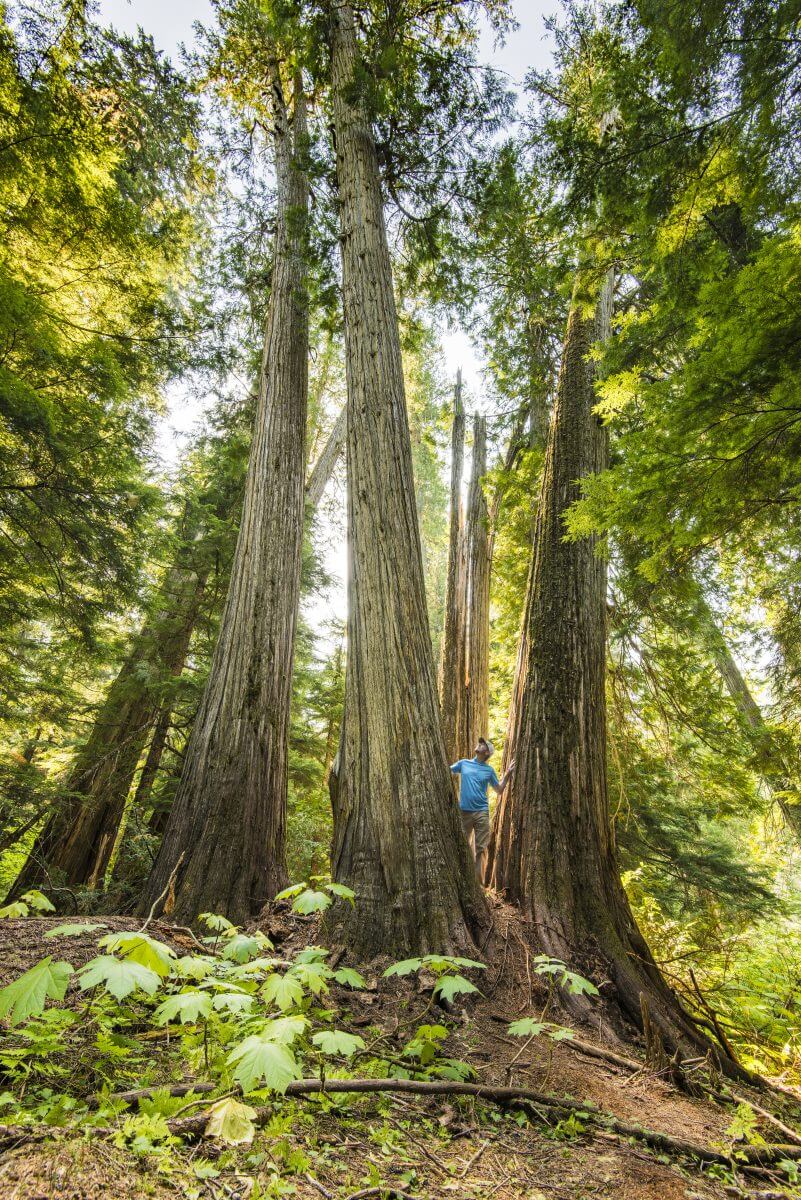 A man in a blue shirt and baseball cap peers out of a gathering of towering cedar trees.