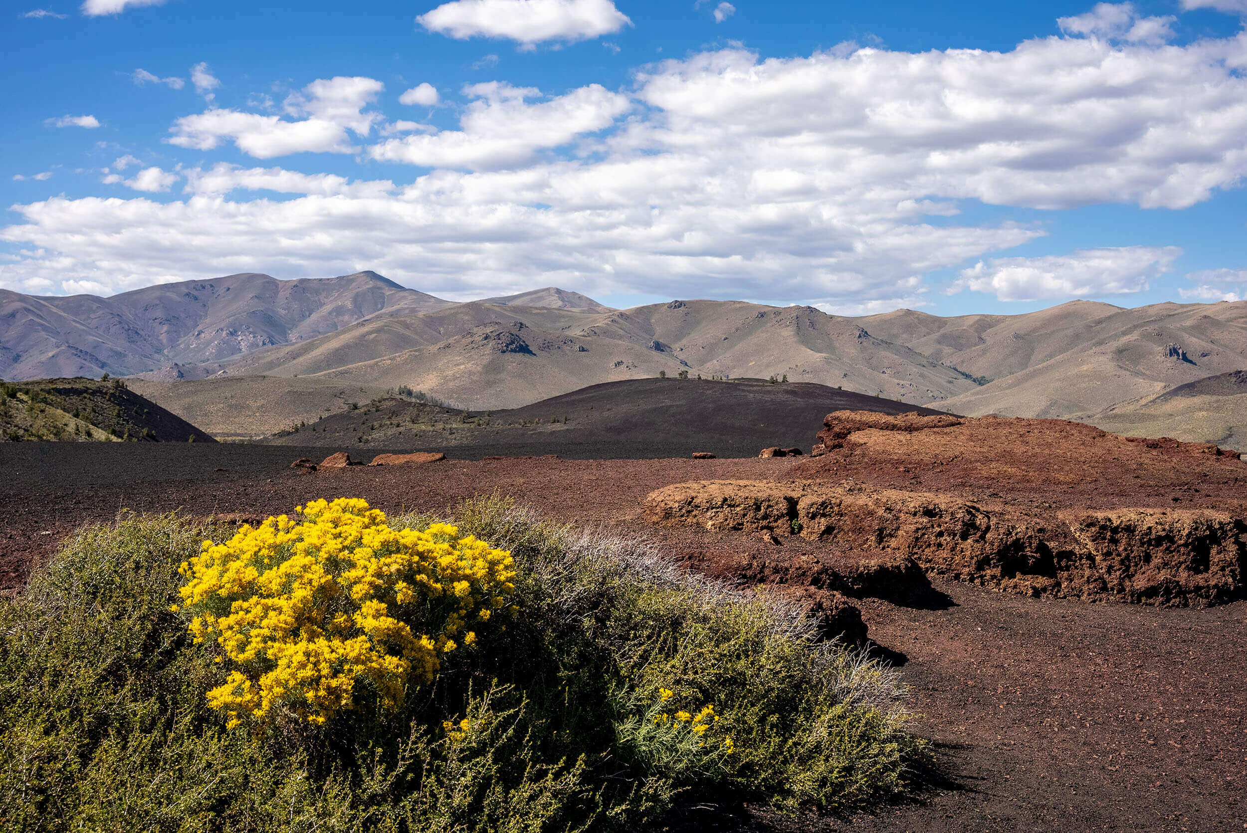 A green bush blooming with yellow flowers in front of a mountainous and rocky landscape.