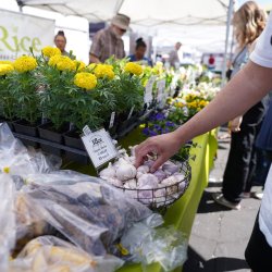 A man looking through produce and several people in the background browsing through flowers at the Boise Farmers Market.