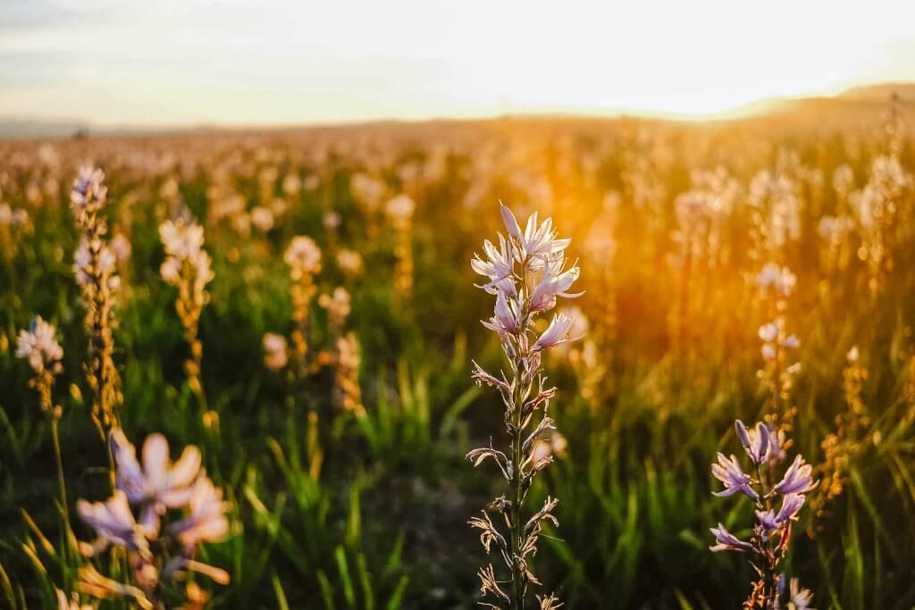 A field of flowering purple Camas blooms at sunset on a prairie.