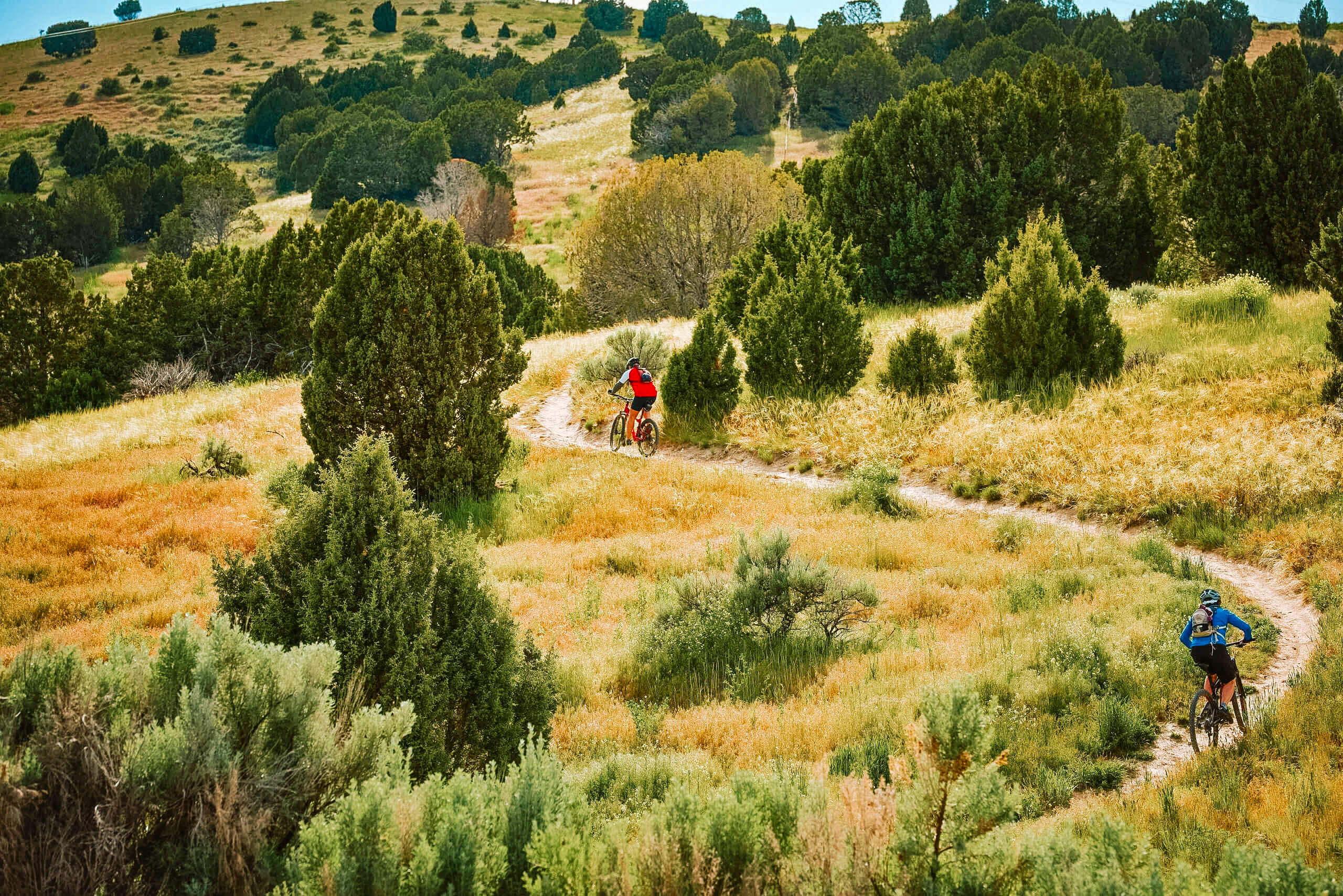 Two people riding mountain bikes along a trail surrounded by green grass and trees in the Pocatello Foothills.