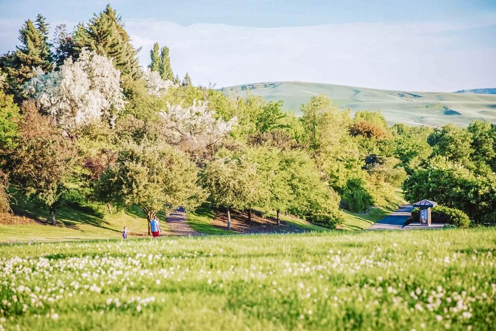 People walking on nature path among trees at the University of Idaho.