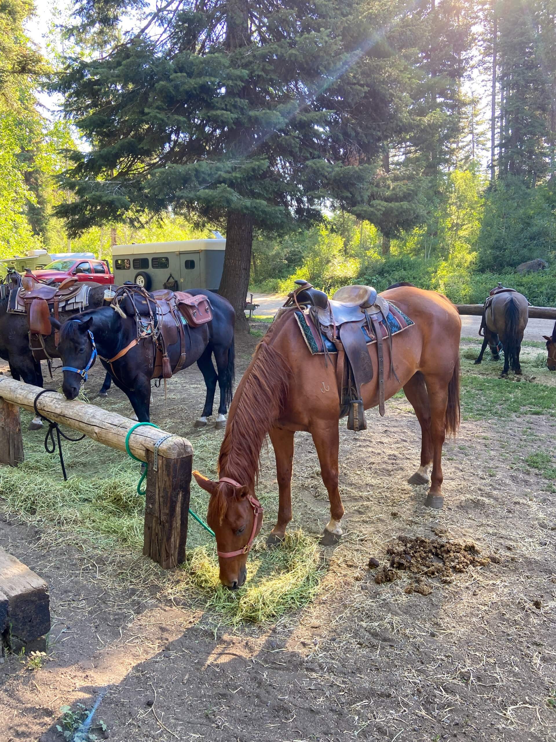 horses waiting at a corral 