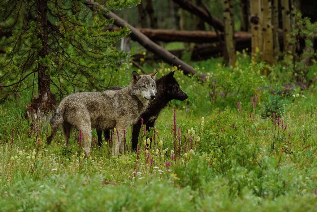 A brown wolf and a black wolf stand shoulder to shoulder in a grassy field.