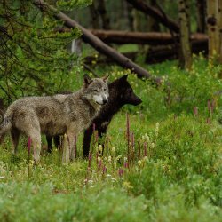 A brown wolf and a black wolf stand shoulder to shoulder in a grassy field.