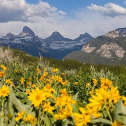 wildflowers and Teton Mountain Range