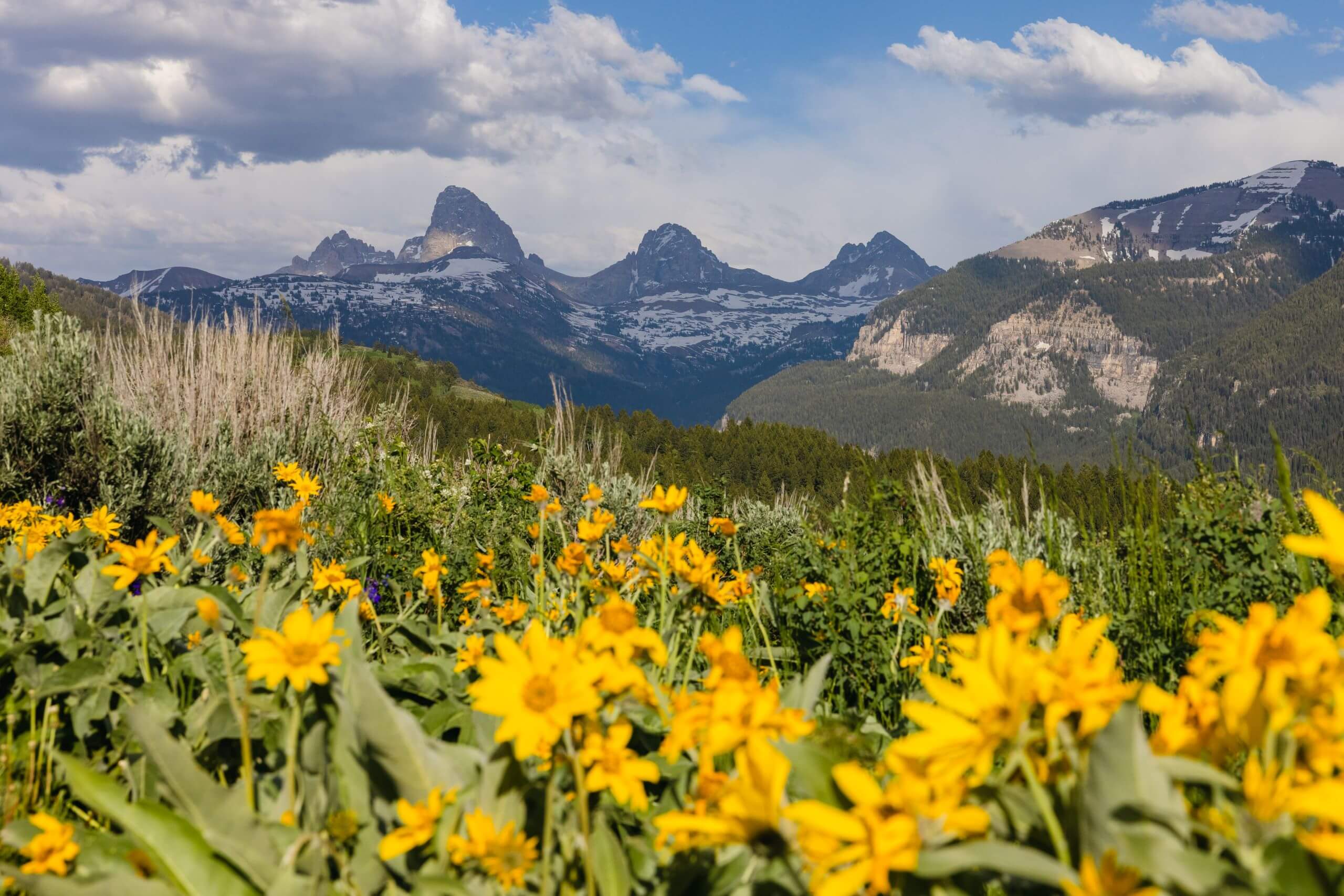 wildflowers and Teton Mountain Range